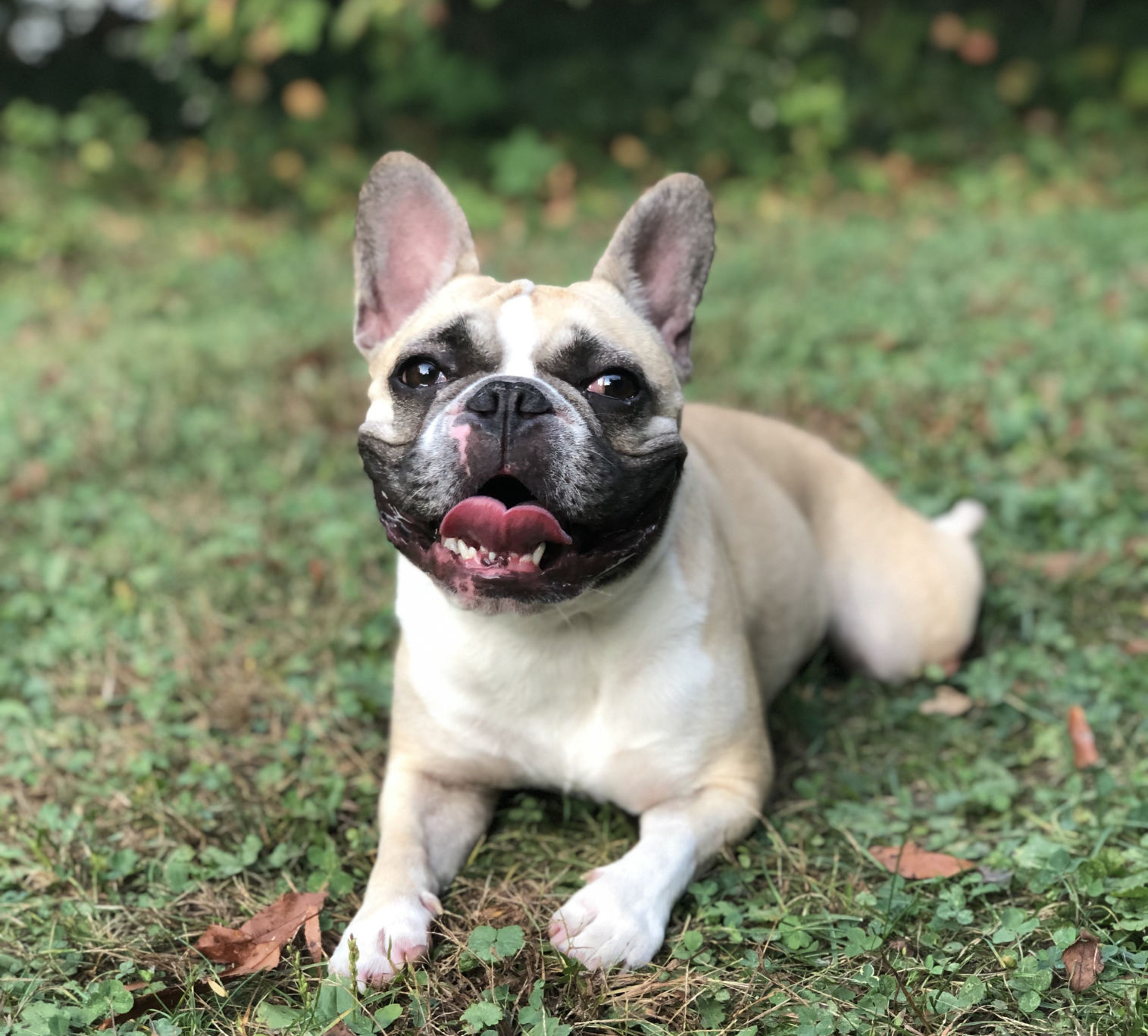 Pet of the Day: Momo